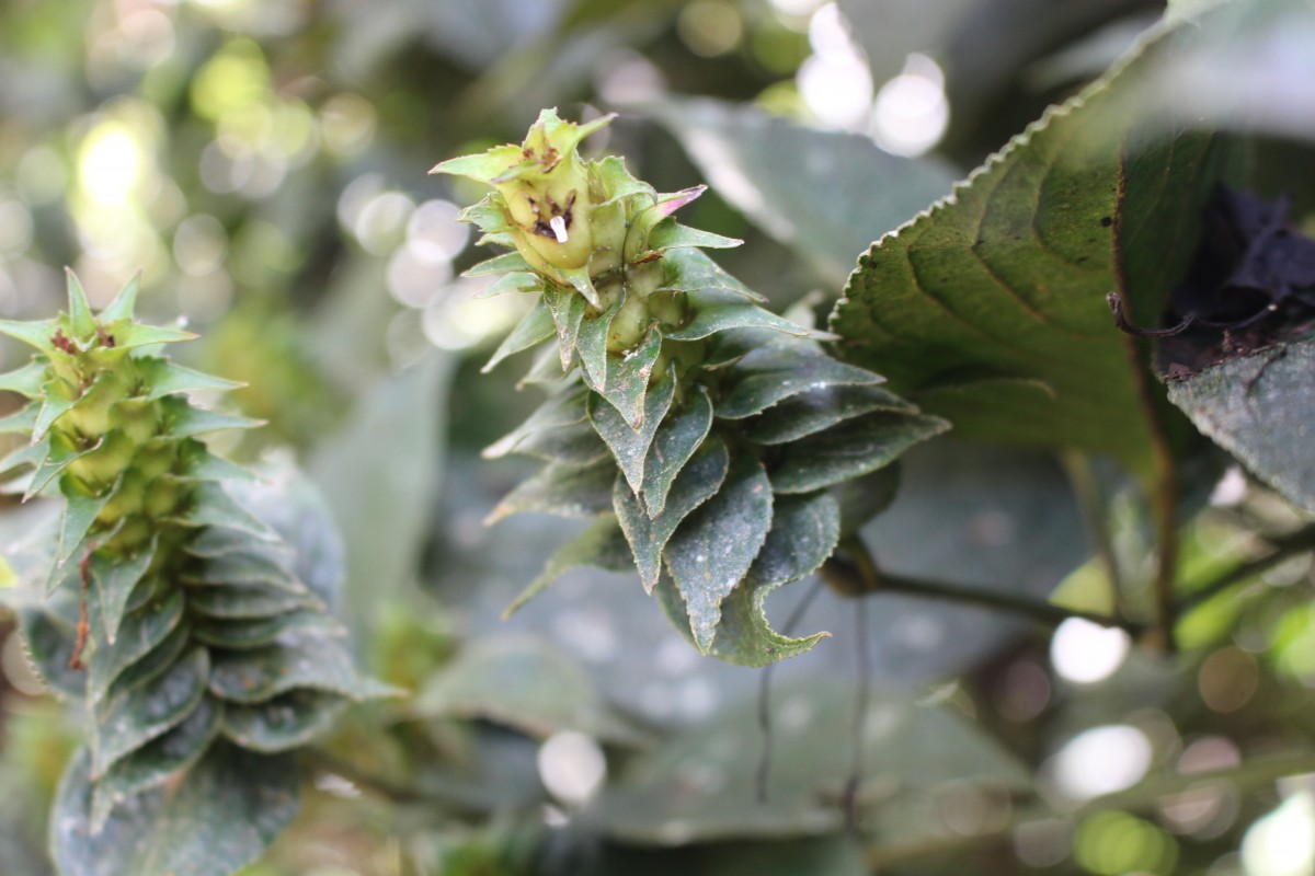 Strobilanthes zeylanica T.Anderson